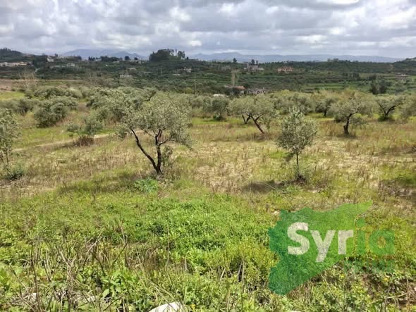 Syria Prime - عقارات سوريا برايم -1 Sale Land Latakia 9000 USD