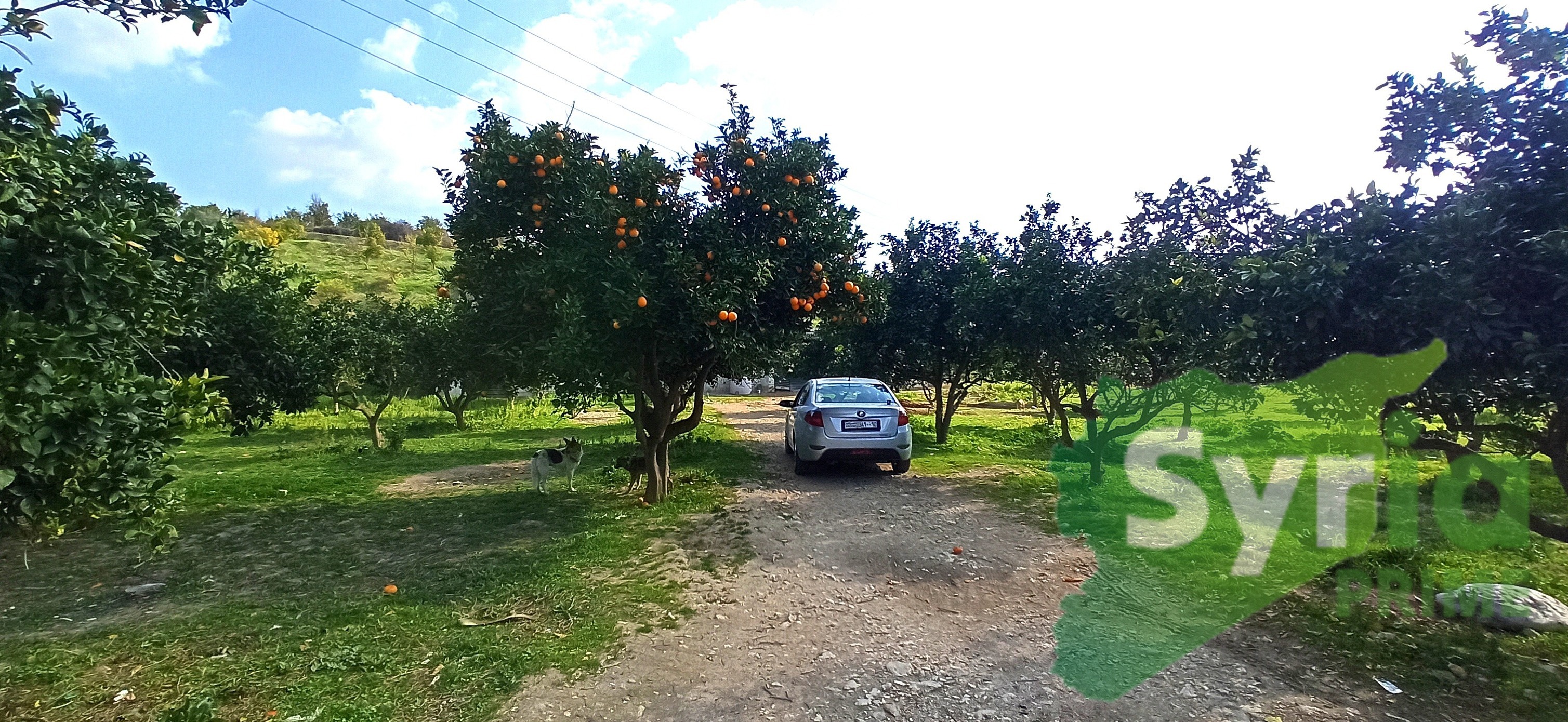 Syria Prime - عقارات سوريا برايم -3 Sale Farm Latakia 110000 USD