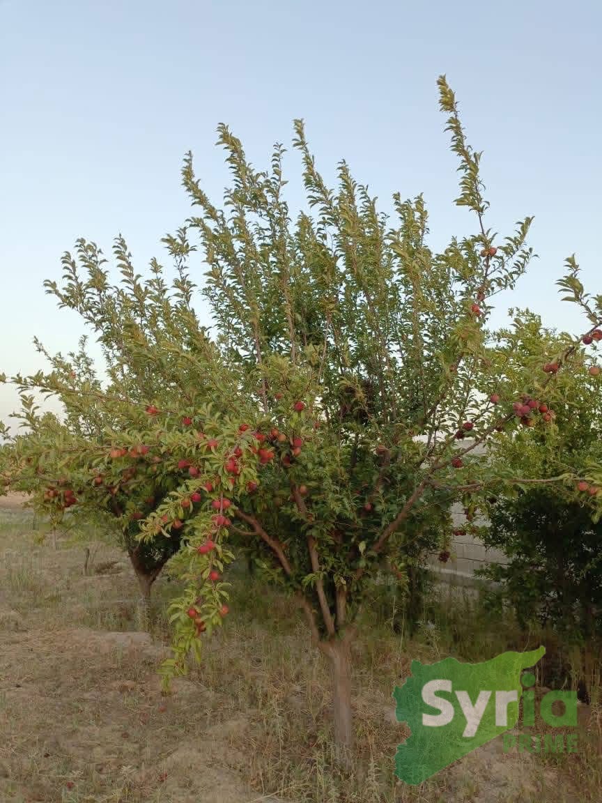 Syria Prime - عقارات سوريا برايم -2 Sale Farm ArRaqqah 65000 USD