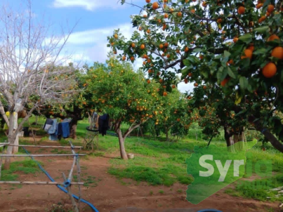 Syria Prime - عقارات سوريا برايم -1 Sale Farm Latakia 100000 USD