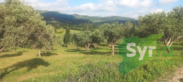 Syria Prime - عقارات سوريا برايم - gallery_9177 Sale Land Latakia 170000000 SYP