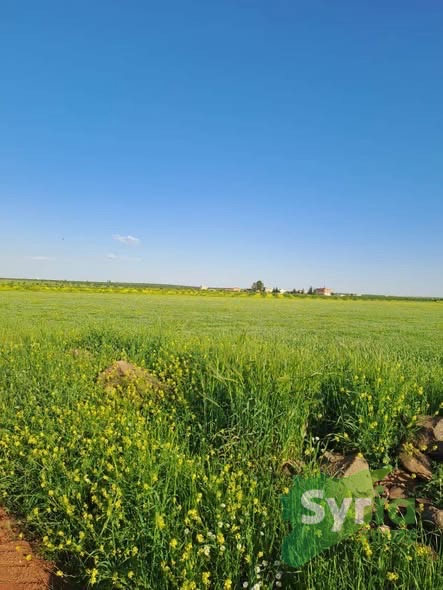 Syria Prime - عقارات سوريا برايم - gallery_10701 Sale Land Hama 40850 USD