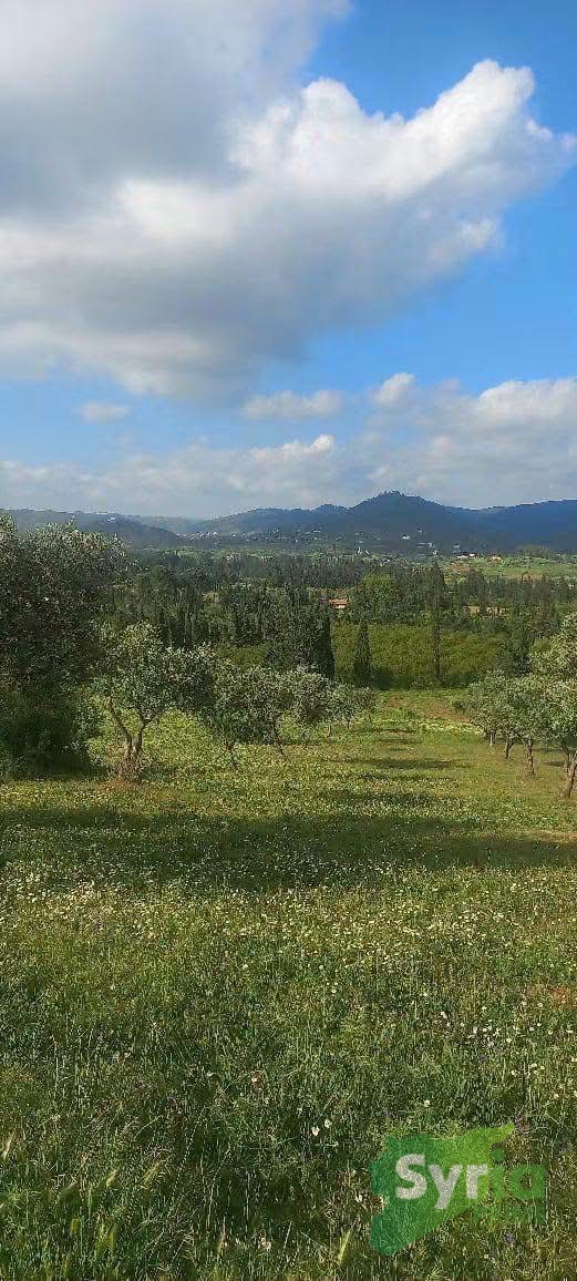 Syria Prime - عقارات سوريا برايم -2 Sale Farm Latakia 12500 USD