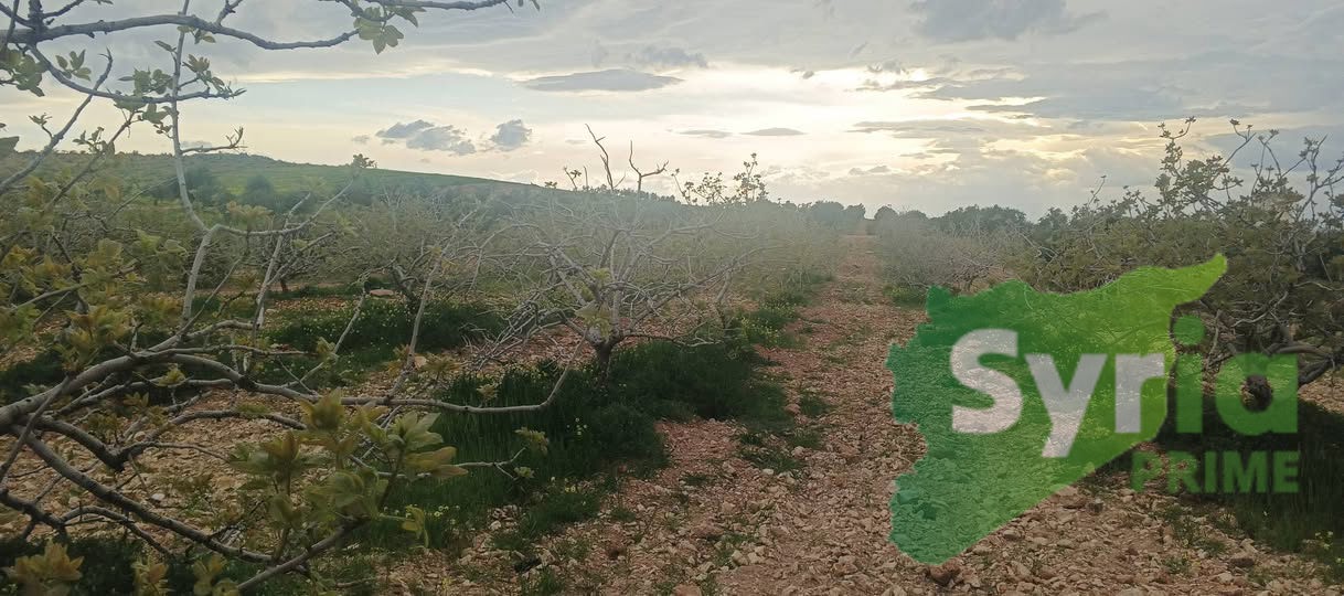Syria Prime - عقارات سوريا برايم -1 Sale Land Hama 90000 USD