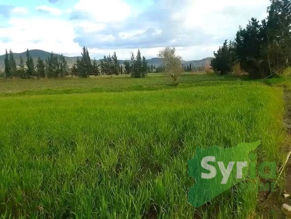 Syria Prime - عقارات سوريا برايم -1 Sale Land Latakia 8000 USD