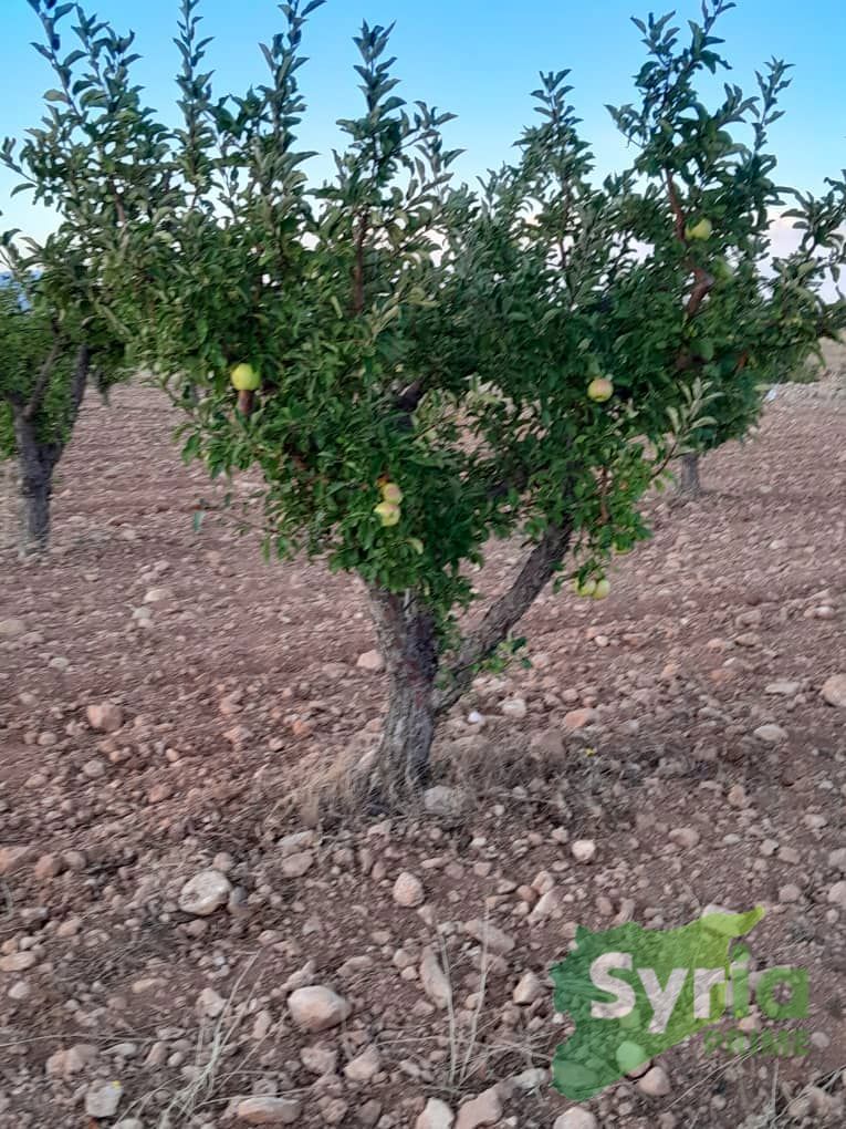 Syria Prime - عقارات سوريا برايم -3 Sale Land RifDimashq 71900 USD