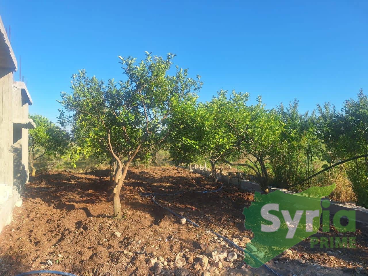 Syria Prime - عقارات سوريا برايم -2 Sale Farm Latakia 27000 USD