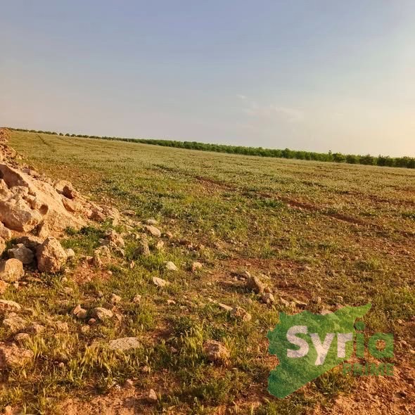 Syria Prime - عقارات سوريا برايم - gallery_8976 Sale Land Homs 140000000 SYP