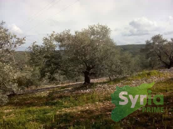 Syria Prime - عقارات سوريا برايم -1 Sale Land Tartus 200000000 SYP