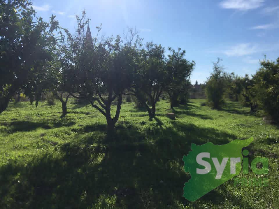 Syria Prime - عقارات سوريا برايم -1 Sale Land Latakia 130000000 SYR
