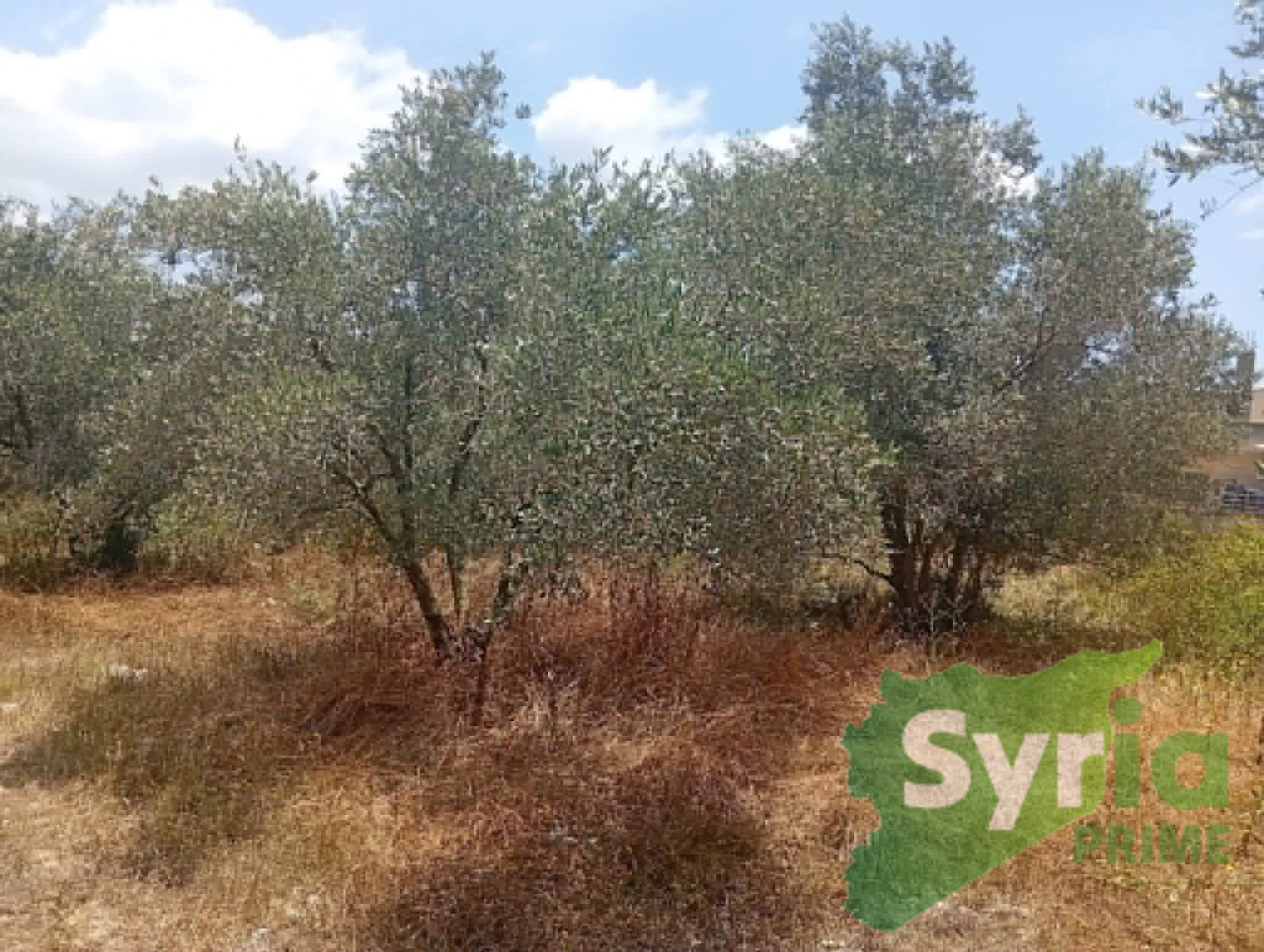 Syria Prime - عقارات سوريا برايم -1 Sale Land Latakia 25000 USD