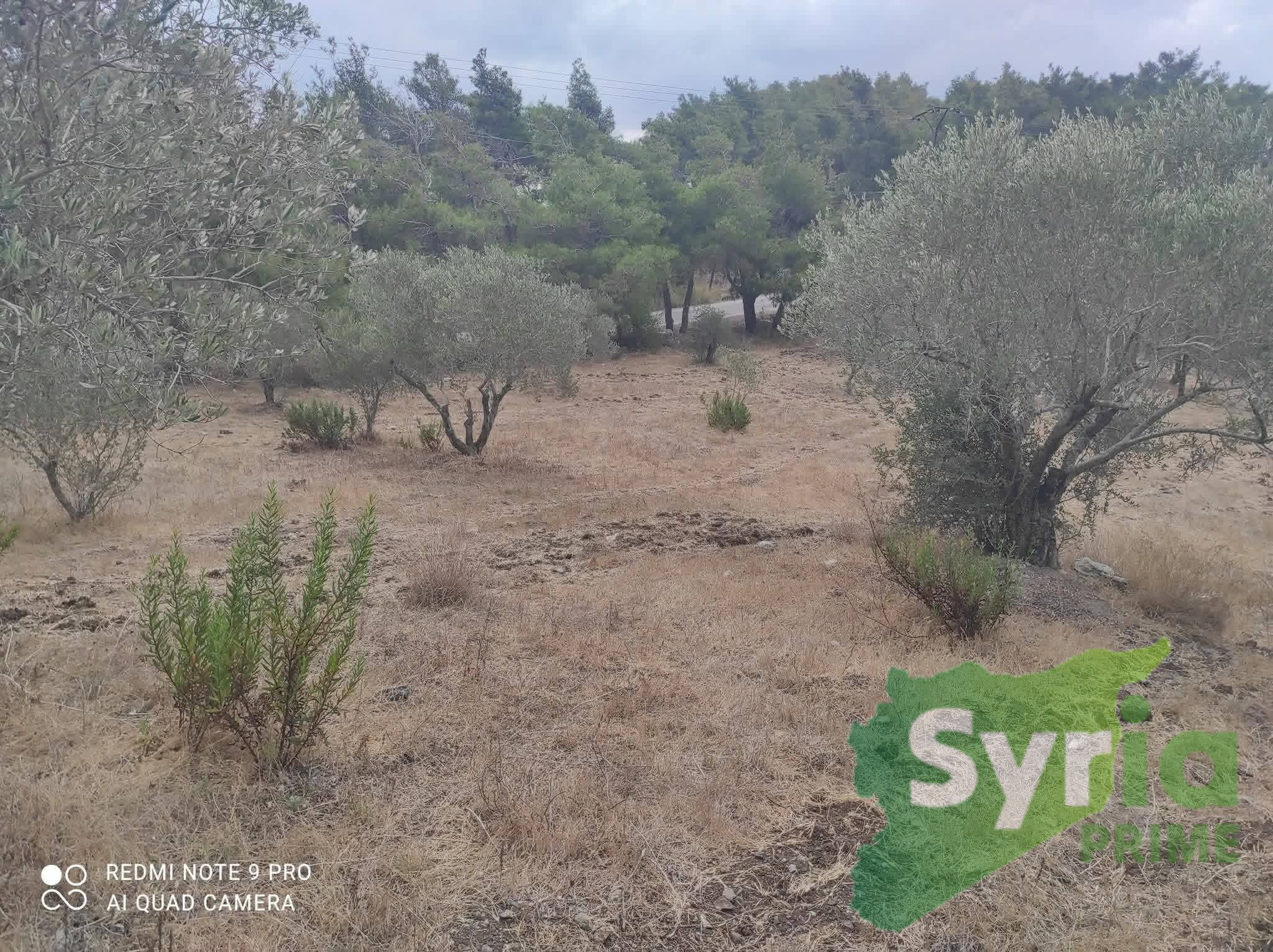 Syria Prime - عقارات سوريا برايم -3 Sale Land Latakia 20000 USD