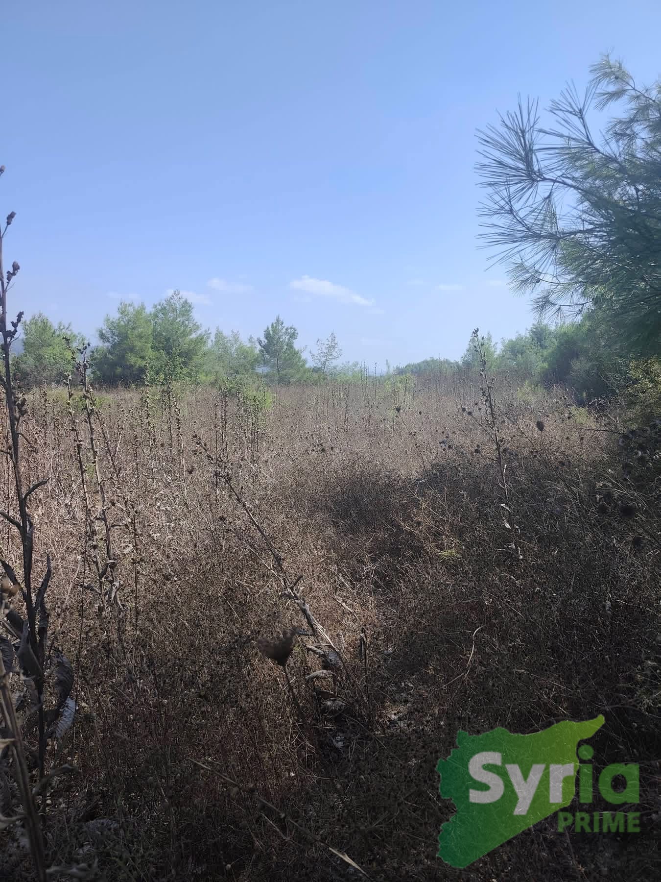 Syria Prime - عقارات سوريا برايم -1 Sale Land Latakia 40000 USD
