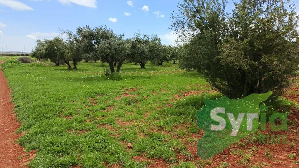Syria Prime - عقارات سوريا برايم -0 Sale Land Hama 87500 USD