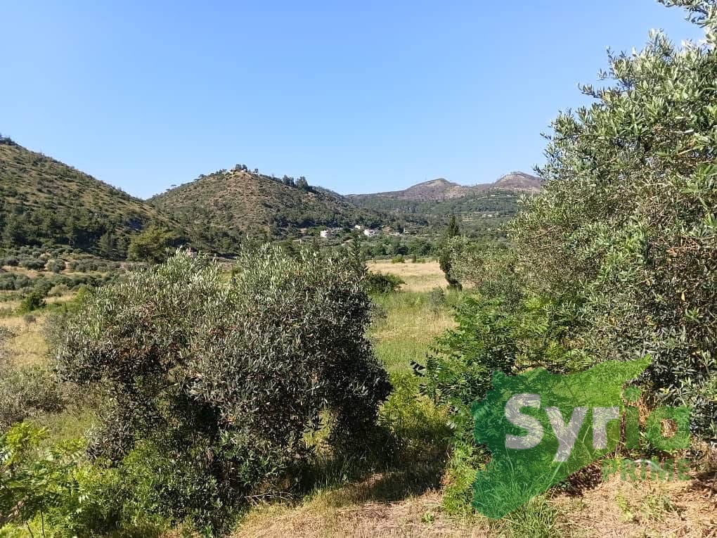 Syria Prime - عقارات سوريا برايم -0 Sale Land Latakia 350000000 SYP