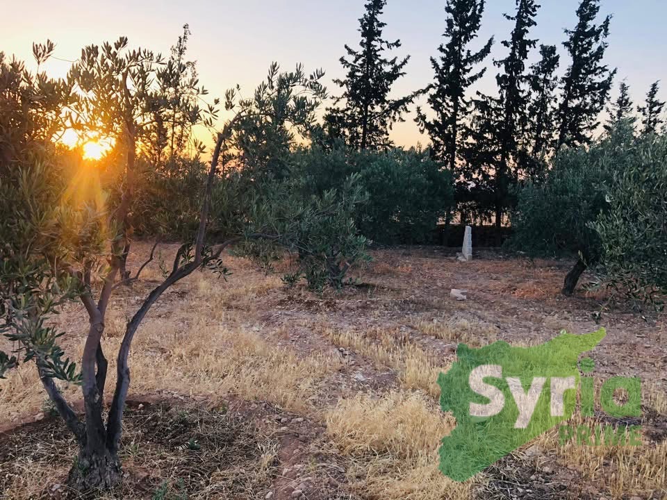 Syria Prime - عقارات سوريا برايم -1 Sale Farm Hama 9500 USD