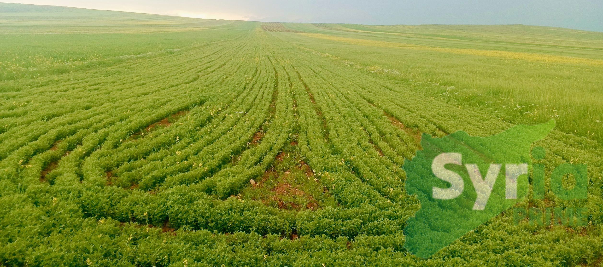 Syria Prime - عقارات سوريا برايم -0 Sale Land Hama 204000 USD