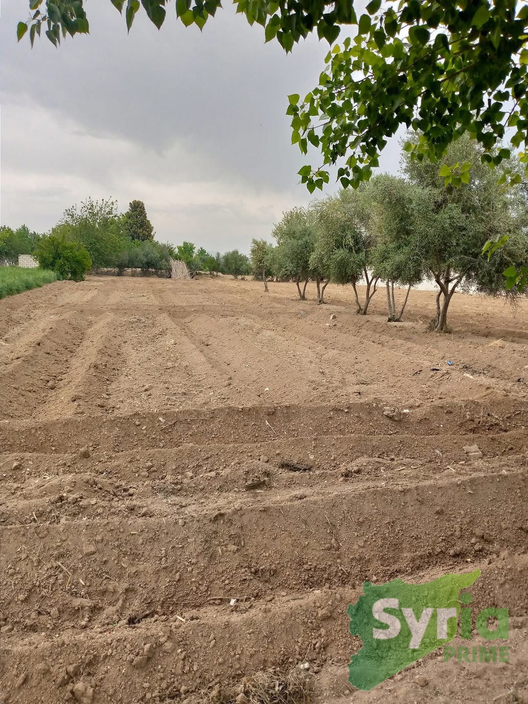 Syria Prime - عقارات سوريا برايم -0 Sale Land RifDimashq 12000 USD