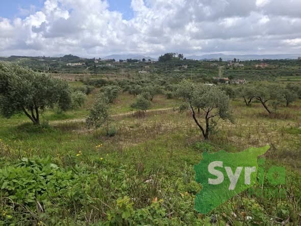Syria Prime - عقارات سوريا برايم -0 Sale Land Latakia 9000 USD