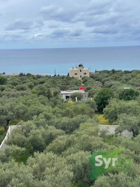 Syria Prime - عقارات سوريا برايم -1 Sale Land Latakia 60000 USD