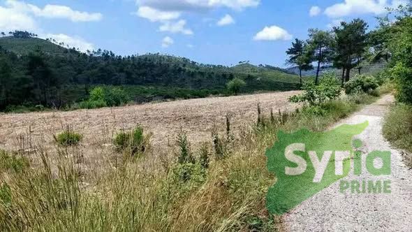 Syria Prime - عقارات سوريا برايم -2 Sale Land Latakia 16000 USD