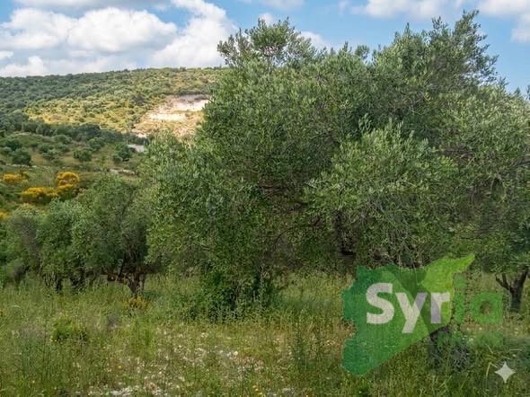Syria Prime - عقارات سوريا برايم -1 Sale Land Latakia 80000 USD