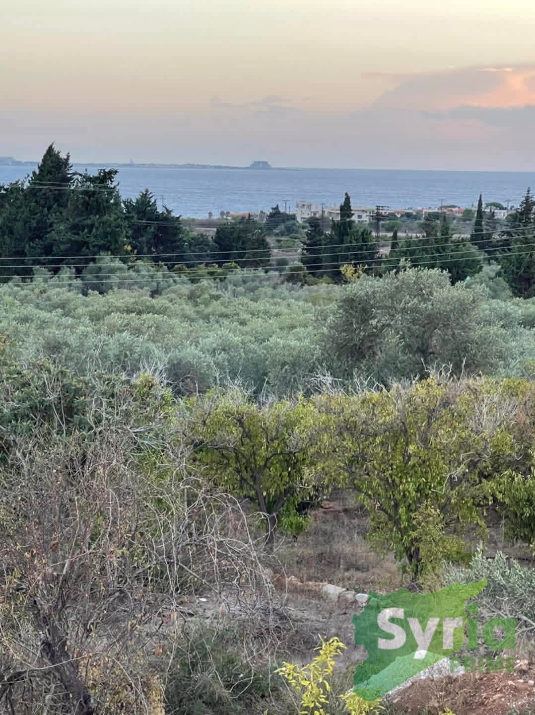 Syria Prime - عقارات سوريا برايم -0 Sale Farm Latakia 350000000 SYR