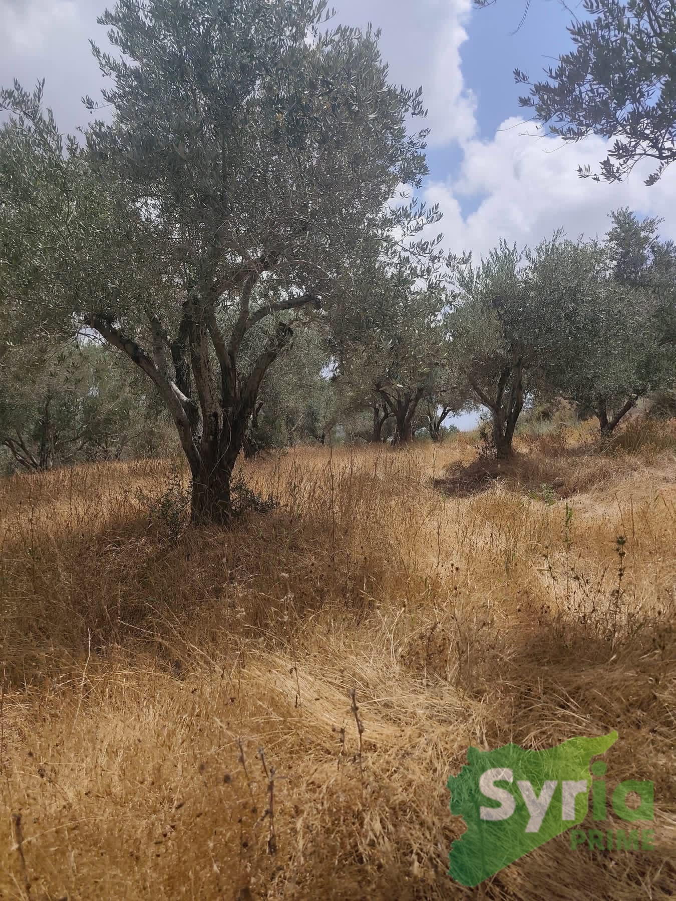 Syria Prime - عقارات سوريا برايم -1 Sale Land Latakia 15000 USD