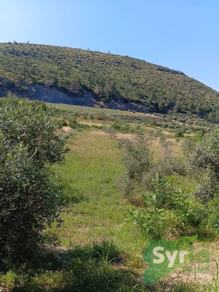Syria Prime - عقارات سوريا برايم -2 Sale Land Latakia 350000000 SYP