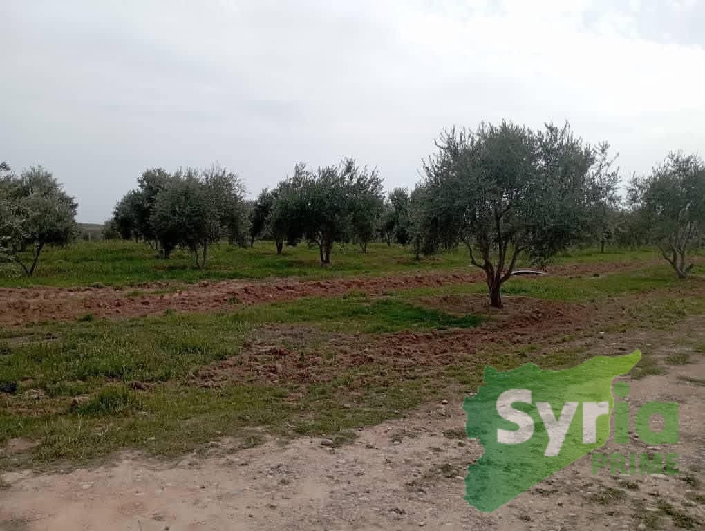 Syria Prime - عقارات سوريا برايم -2 Sale Farm ArRaqqah 405000 USD