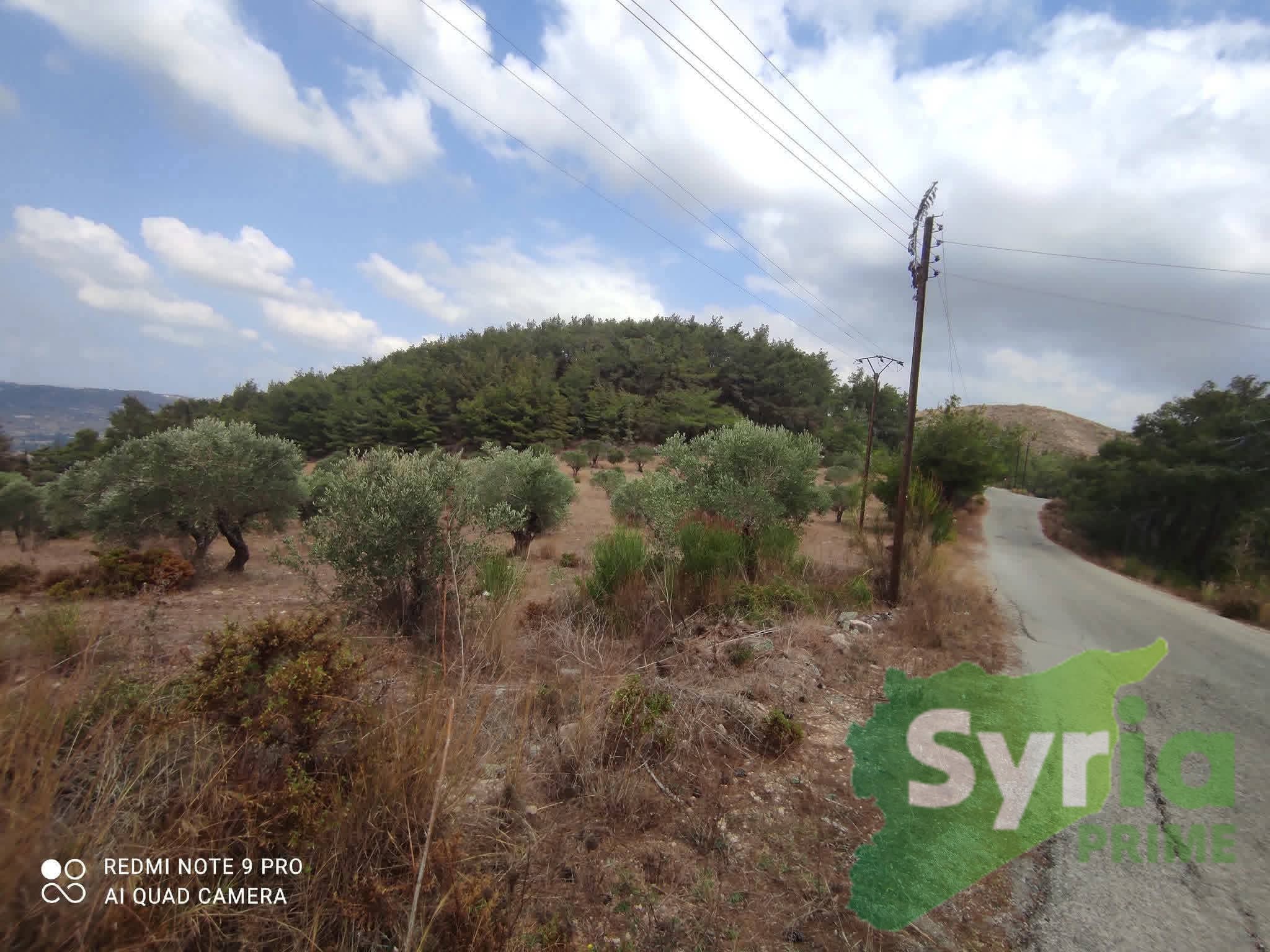 Syria Prime - عقارات سوريا برايم -1 Sale Land Latakia 20000 USD