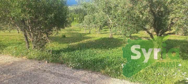 Syria Prime - عقارات سوريا برايم -0 Sale Farm Latakia 12500 USD
