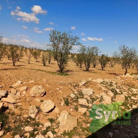 Syria Prime - عقارات سوريا برايم -1 Sale Land Homs 17000 USD