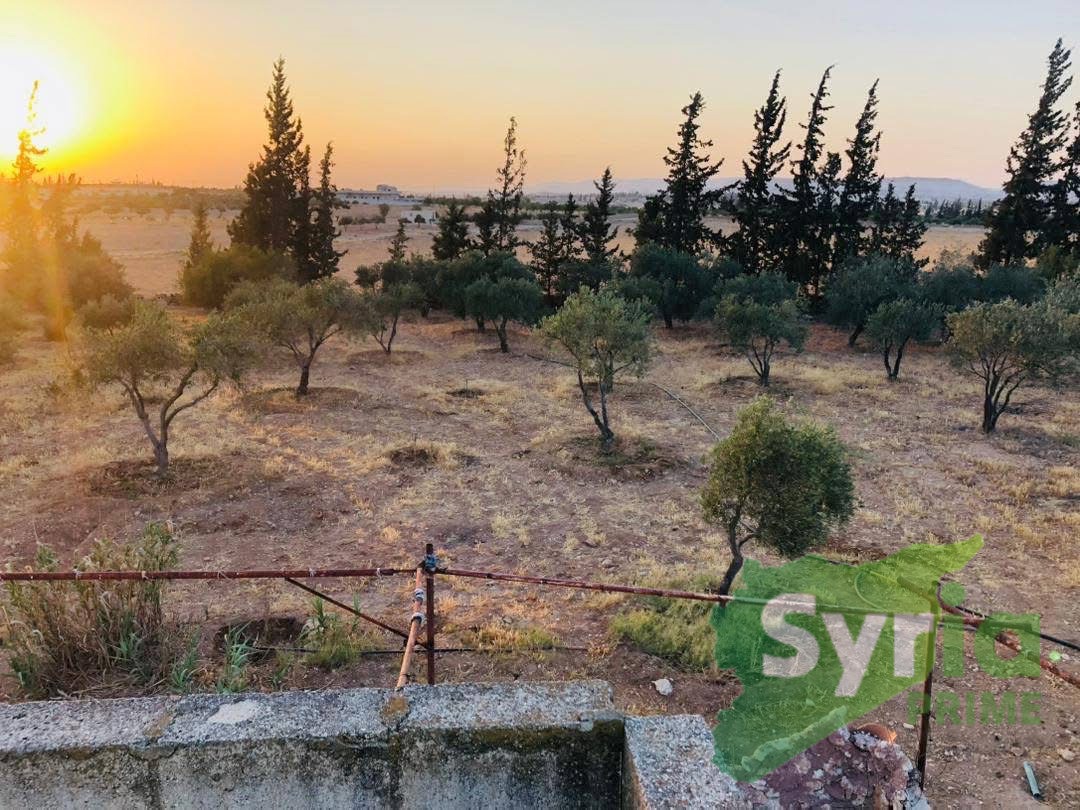 Syria Prime - عقارات سوريا برايم - gallery_11966 Sale Farm Hama 9500 USD