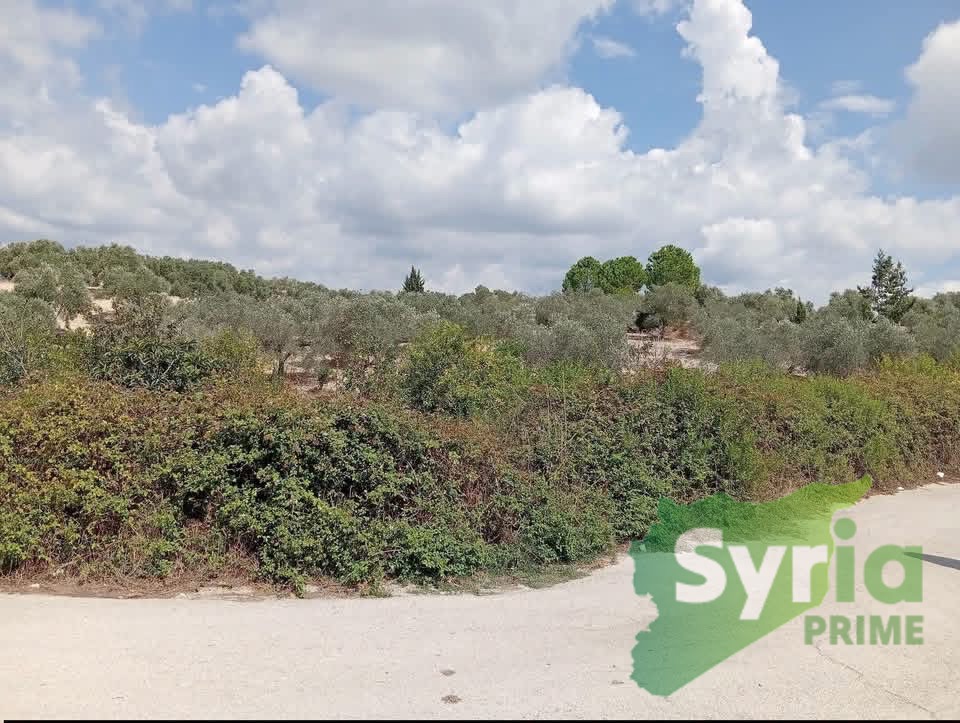 Syria Prime - عقارات سوريا برايم - gallery_14150 Sale Land Latakia 2100000 SYP