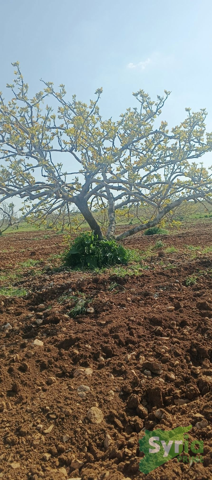 Syria Prime - عقارات سوريا برايم - gallery_7647 Sale Land Hama 220000 USD