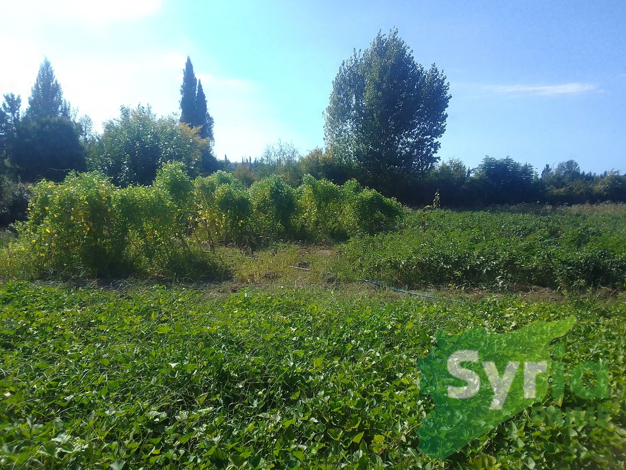 Syria Prime - عقارات سوريا برايم -0 Sale Land Latakia 11000 USD