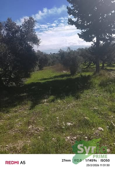 Syria Prime - عقارات سوريا برايم -1 Sale Land Latakia 700000000 SYP