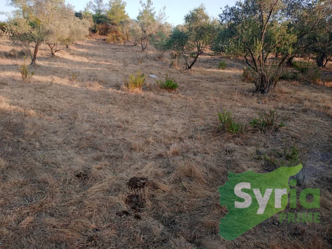 Syria Prime - عقارات سوريا برايم - gallery_6096 Sale Land Latakia 4000 USD