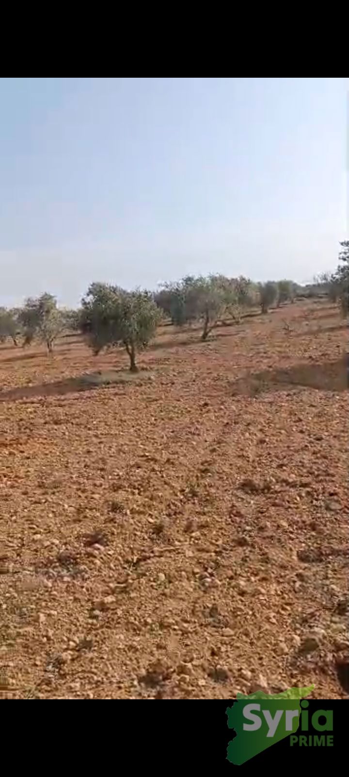 Syria Prime - عقارات سوريا برايم - Sale Land Hama 85000 USD