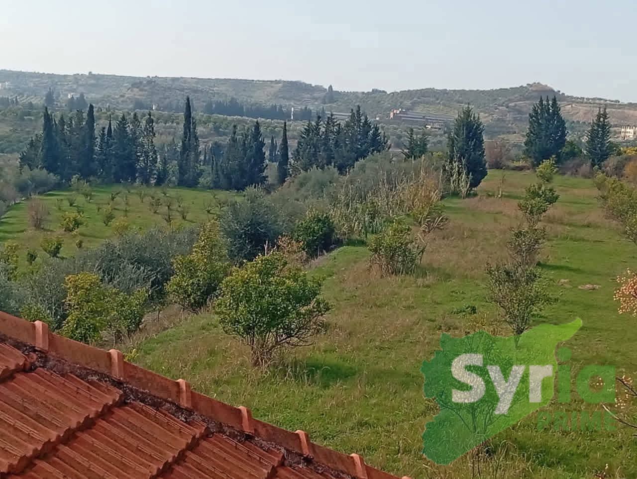 Syria Prime - عقارات سوريا برايم -1 Sale Farm Latakia 140000 USD
