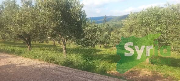 Syria Prime - عقارات سوريا برايم -1 Sale Land Latakia 170000000 SYP