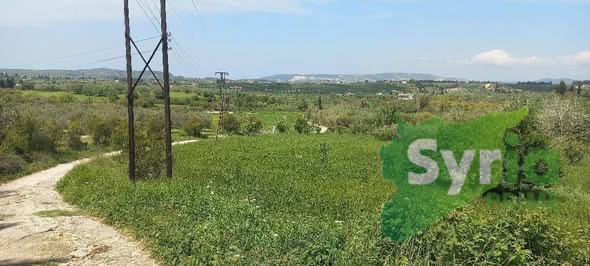 Syria Prime - عقارات سوريا برايم - gallery_8282 Sale Land Latakia 260000000 SYP