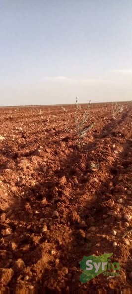 Syria Prime - عقارات سوريا برايم -0 Sale Land Homs 350000000 SYP