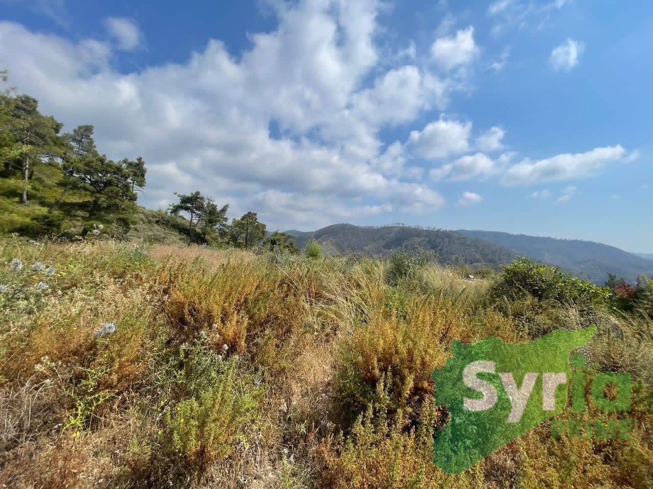 Syria Prime - عقارات سوريا برايم -1 Sale Land Latakia 10000 USD