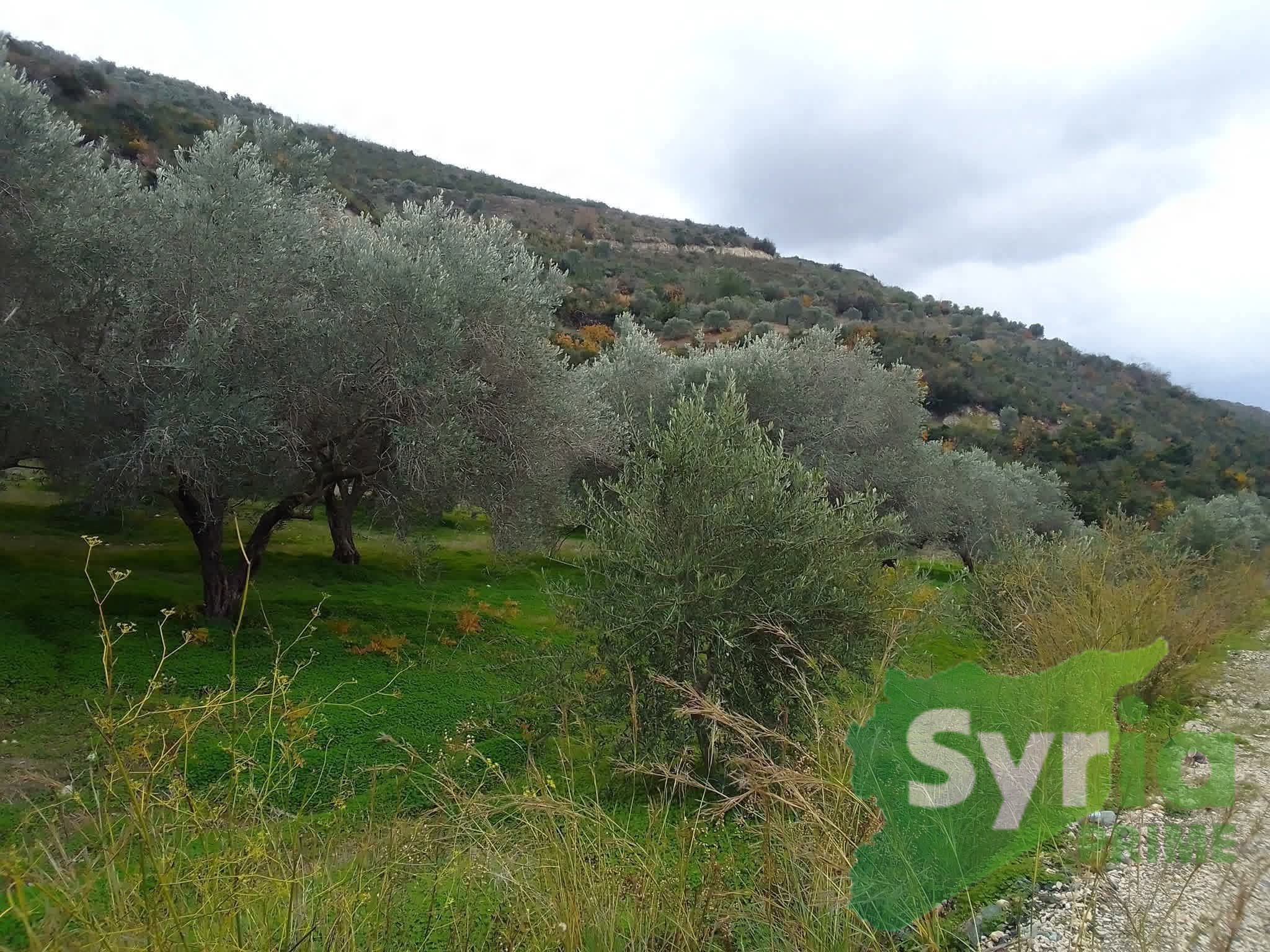 Syria Prime - عقارات سوريا برايم -2 Sale Land Latakia 36000 USD