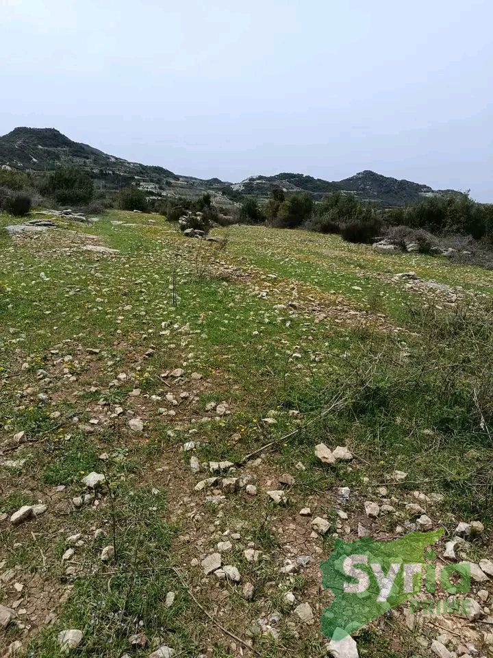Syria Prime - عقارات سوريا برايم - gallery_9596 Sale Land Latakia 37000 USD