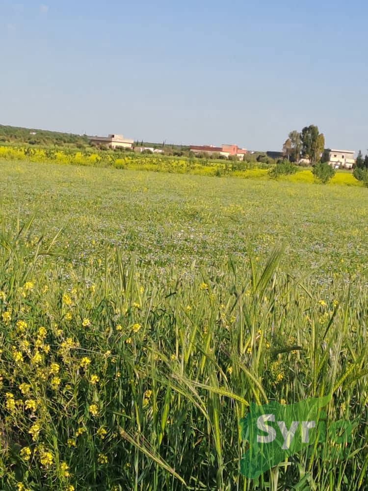 Syria Prime - عقارات سوريا برايم -0 Sale Land Hama 40850 SYP