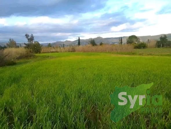 Syria Prime - عقارات سوريا برايم -2 Sale Land Latakia 8000 USD