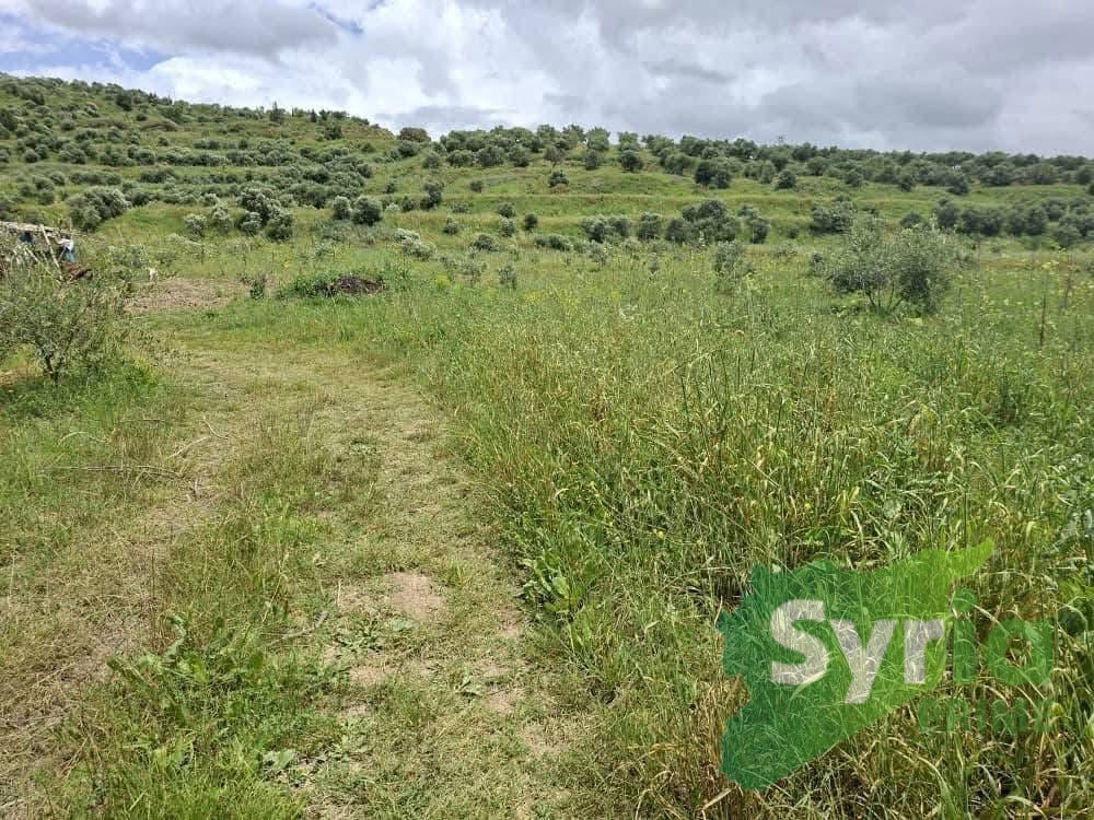 Syria Prime - عقارات سوريا برايم -1 Sale Farm Latakia 100000 USD
